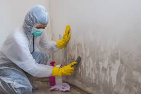 Best Mold Damage Restoration  in Van, TX